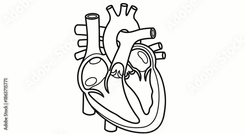 Anatomical human heart line art vector illustration