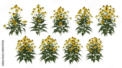 Rudbeckia Flowers Isolated on White, Yellow Black-Eyed Susans, Floral Arrangement