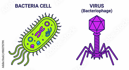 Bacteria cell and bacteriophage virus comparison vector illustration