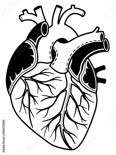 illustration of a realistic human heart, showing detailed anatomy including the aorta, pulmonary artery, coronary arteries branching across the surface, and the chambers (atria and ventricles).