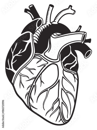 a black and white anatomical illustration of a human heart, showing key structures like the atria, ventricles, aorta, pulmonary vessels, and coronary arteries and veins. It's stylized yet educational.