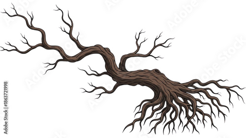A barren tree branch stretches out against a white background, showcasing its intricate network of roots and branches.