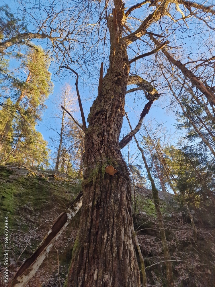 Fototapeta premium Haploporus odorus on old salix 