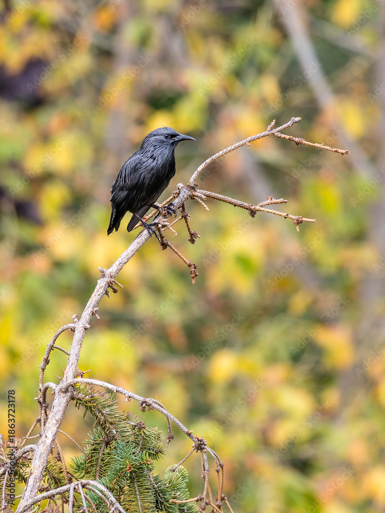 Obraz premium Blackbird, Turdus merula, isolated on white background