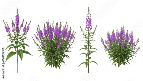 Purple Butterfly Bushes Set on White Background, Cutout, Isolated