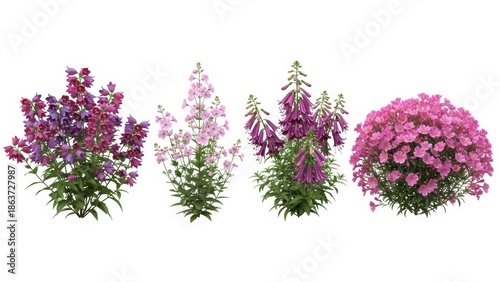 Colorful Penstemon Flowers Isolated on White Background, Floral Springtime Design