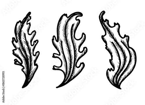 algae, marine plants