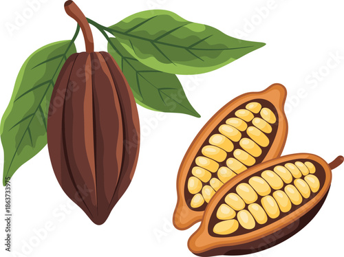 Cocoa pod illustration, cacao fruit with leaves, sliced cocoa beans, chocolate ingredient concept, botanical tropical plant, hand drawn style, isolated white background