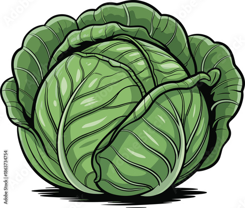 Fresh green cabbage illustration, organic vegetable vector art, healthy food concept, farm produce design, leafy cabbage graphic, botanical drawing, vegan nutrition symbol