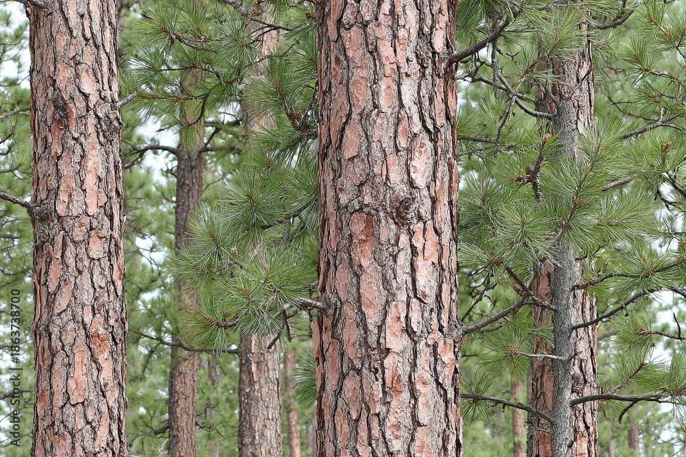 Obraz premium Close forest view with pine tree trunks and green needles