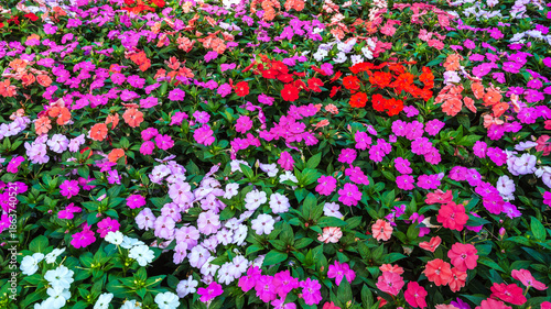 Φωτογραφία vivid multicolored Impatiens walleriana blooming flowers on a flower bed in garden in summer