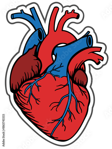 illustration of a human heart. It features the classic anatomical shape with red areas representing oxygenated blood-rich parts and blue veins/arteries for deoxygenated blood, including major vessels.