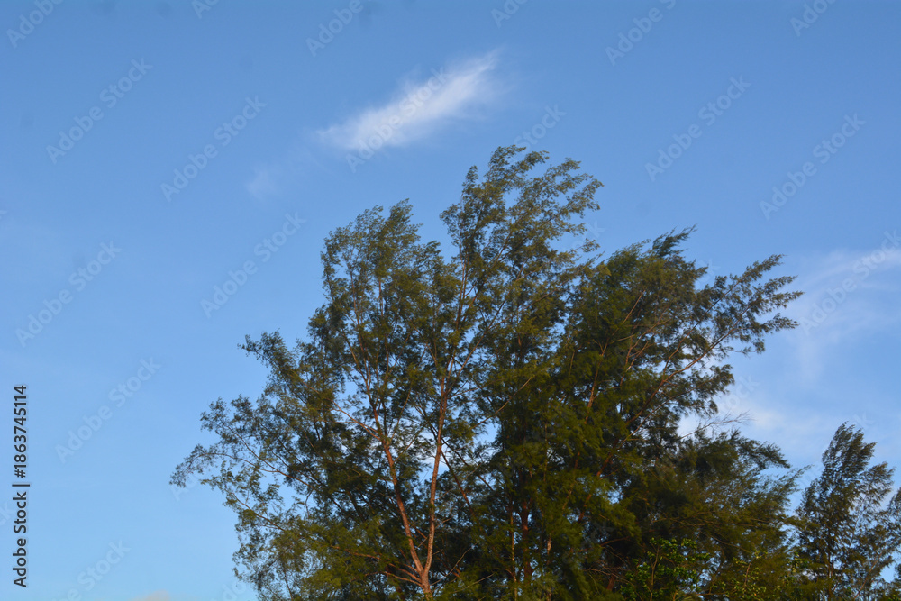 Obraz premium Pine trees vegetation at the beach