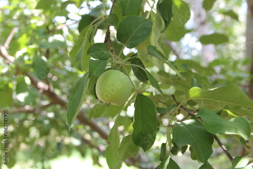 Green apples on the branch before harvesting in summer, Gansu Province of China