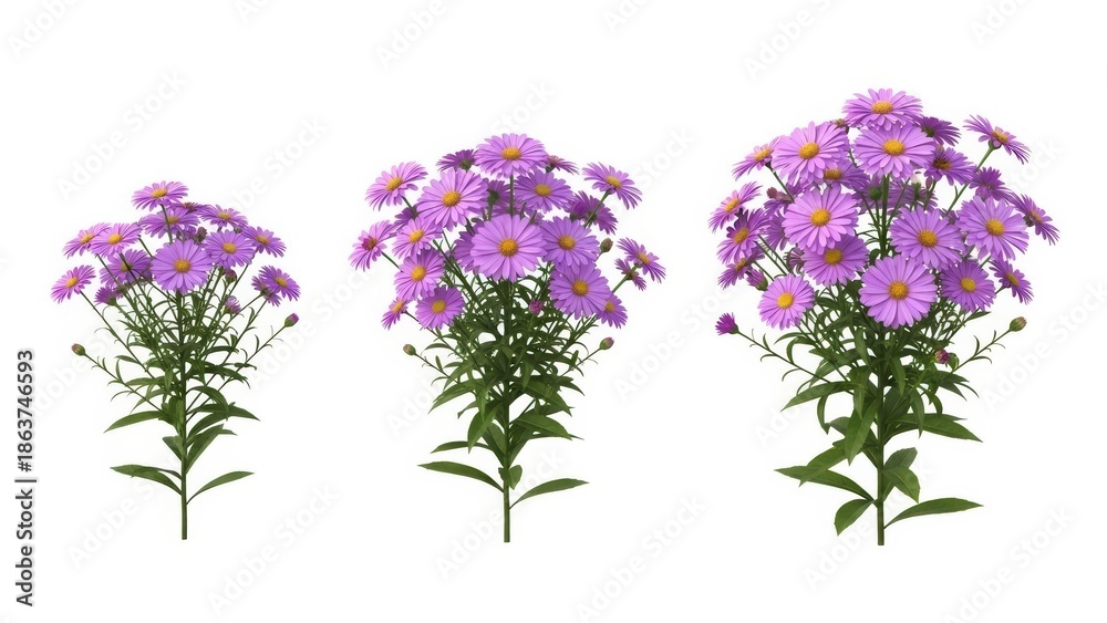 Obraz premium Purple Aster Flowers Isolated on White, Botanical Still Life