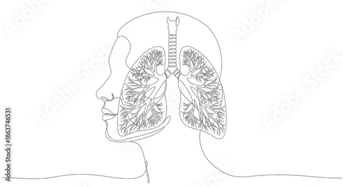 Human Head with Exposed Lungs and Respiratory System