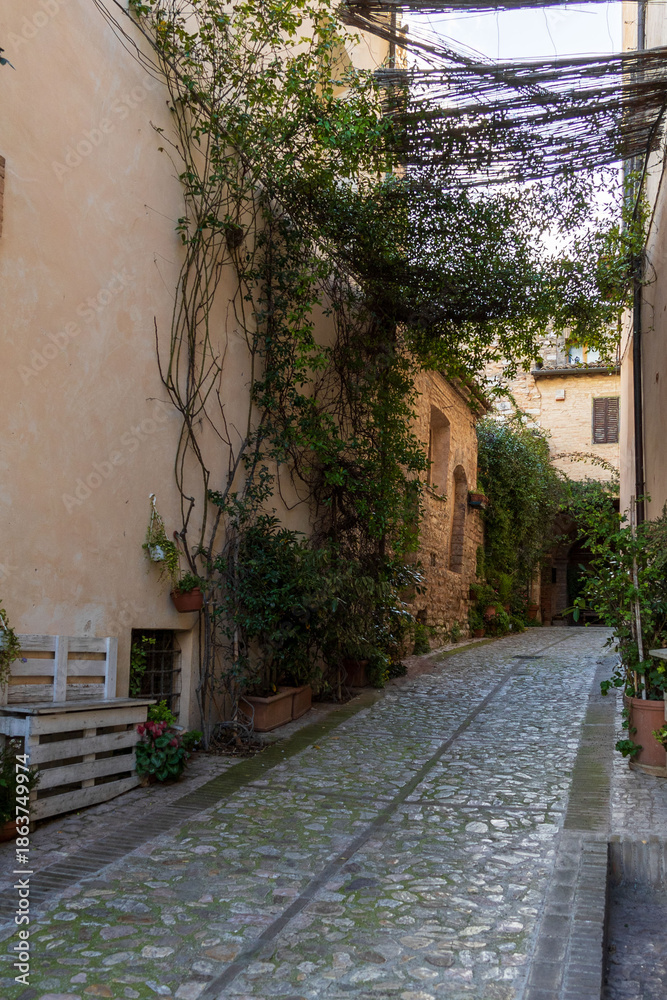 Fototapeta premium the village of Spello in Umbria 