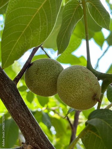 Green young fruits of walnut on a tree branch in summer, Gansu Province of China