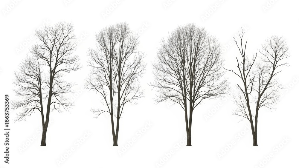 Obraz premium Bare Trees Isolated on White, Winter Season, Nature Background, Vector Illustration