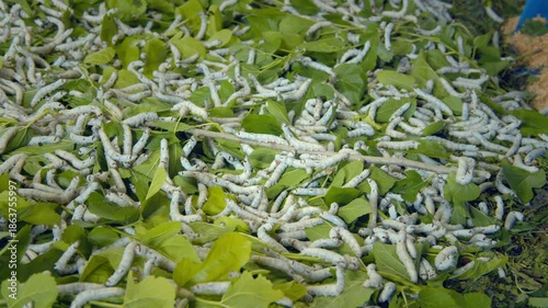 桑の葉を食べる蚕の幼虫
愛知県豊田市稲武地区
