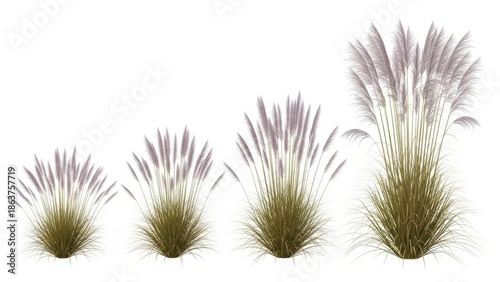 Pampas Grass Isolated, Stages of Growth, Transparent Background, Decoration Element