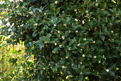Foto Close-up of  Sweet Osmanthus hedge bush in the garden
