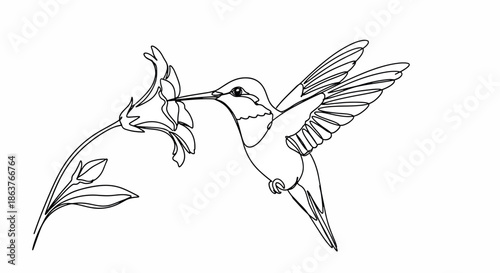 Hummingbird Feeding on Flower