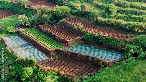 Close up drone reveal of women farmers working on terrace strawberry fields in Mahabaleshwar, India. Visible red soil rows, irrigation pipes, and green crops on hillside farms.