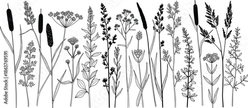 Wildflower grass line art border, meadow plant sketch set, field herb collection, black botanical nature, cad drawing flat vector illustration.