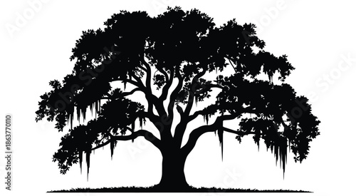 Majestic southern live oak tree silhouette with draping Spanish moss, isolated on white background, detailed vector