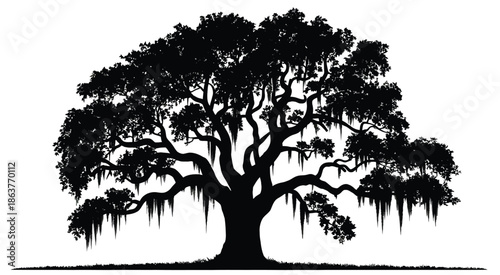 Majestic live oak tree silhouette, southern oak with Spanish moss hanging from branches, isolated on white background, vector design for nature illustrations, landscape projects, and botanical artwork