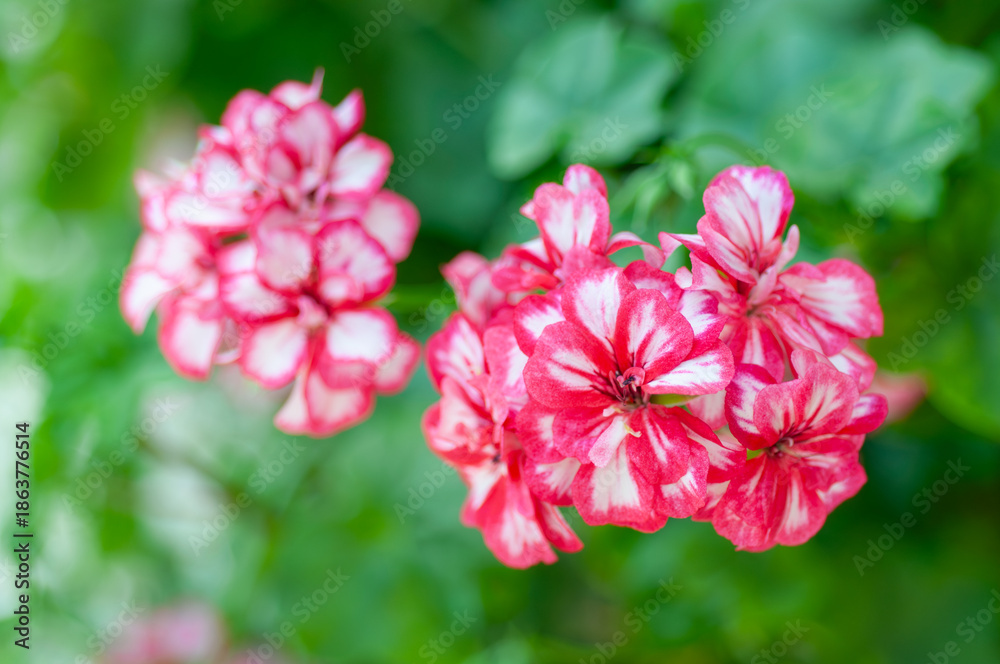 Obraz premium Striking bicolour Pelargonium flowers highlighted by lush green foliage, perfect for nursery catalogues, container gardening ideas and seasonal plant promotions.