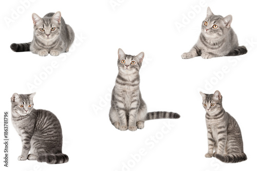 Obraz na płótnie set of cute cat isolated