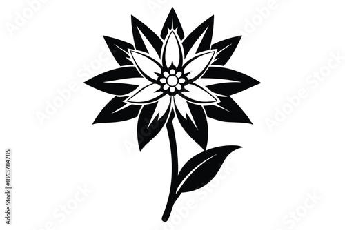 edelweiss silhouette line art vector illustration