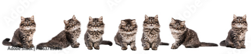 Photos set of cute cat isolated
