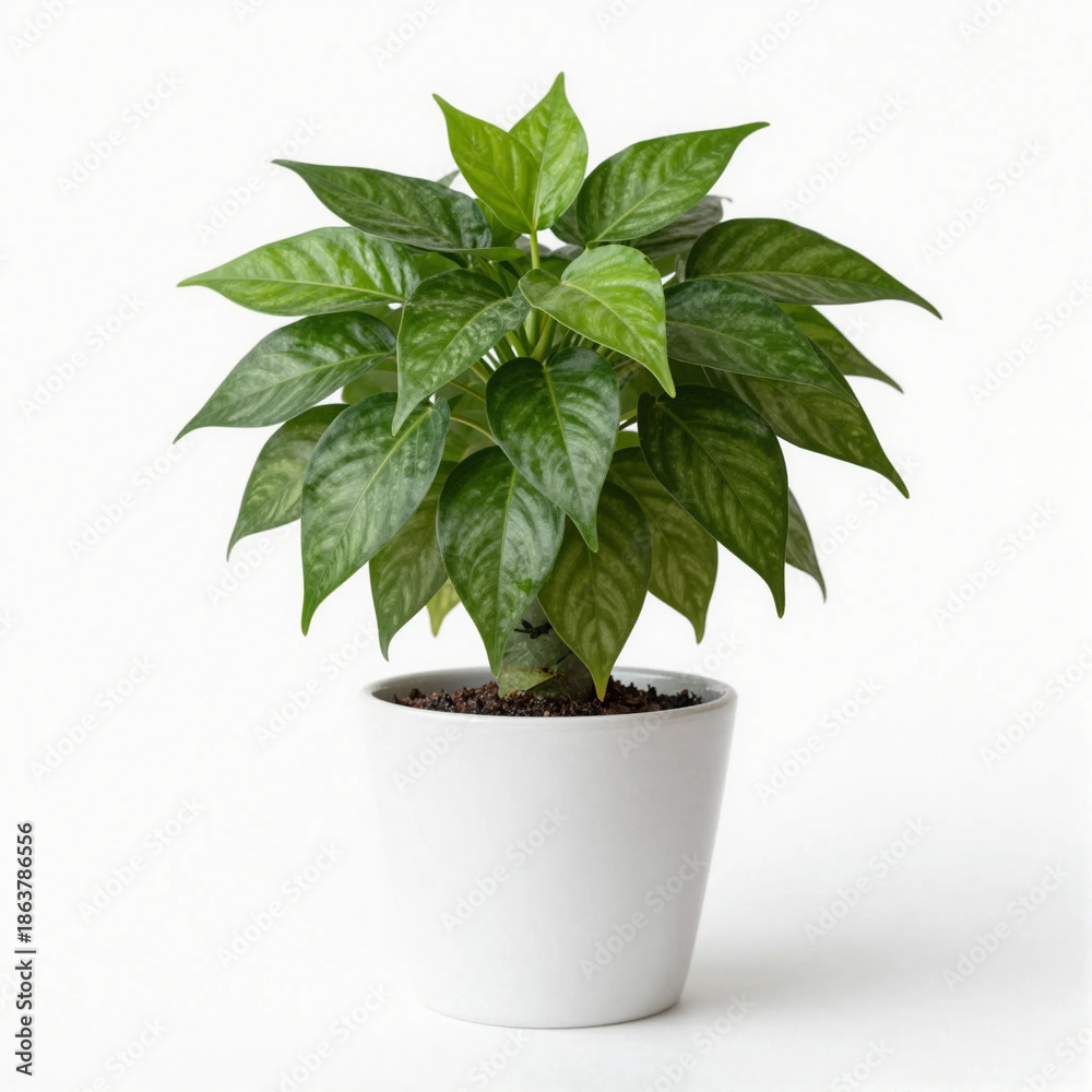 Fototapeta premium plant in a pot