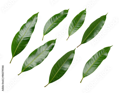 Fresh glossy green tea leaves scattered on white background showing vibrant texture