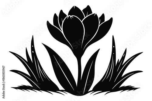 crocus silhouette line art vector illustration