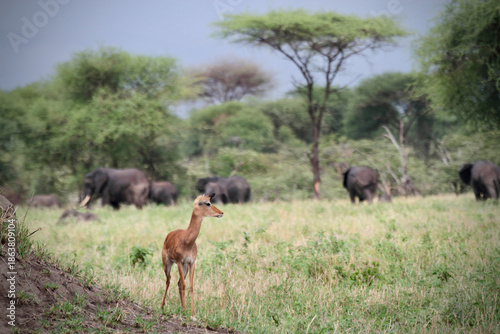 Photography Young Bokor (Reedbuck) standing alone in the savanna grassland with a herd of African elephants in the background, acacia trees and open landscape, Tarangire National Park, Tanzania