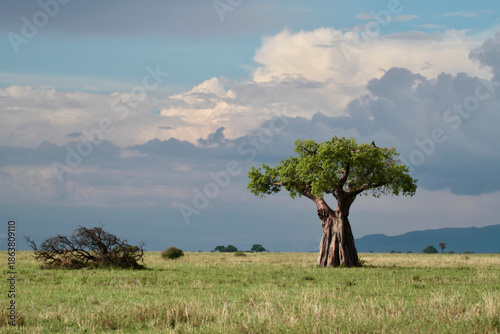 Photos Lone baobab tree standing in the open savanna grassland under a dramatic cloudy sky, Tarangire National Park, Tanzania
