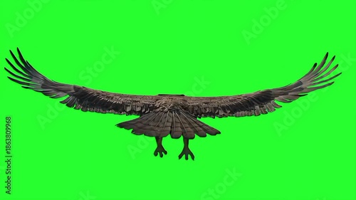 Majestically flying eagle from a back-view perspective gliding through a green screen background. Keywords: eagle, bird, flying, flight, wings, eagle flying, feathers, wildlife, nature, predator, rapt