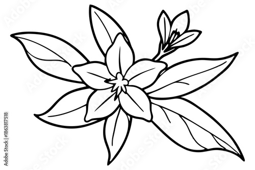 forsythia flower silhouette line art vector illustration