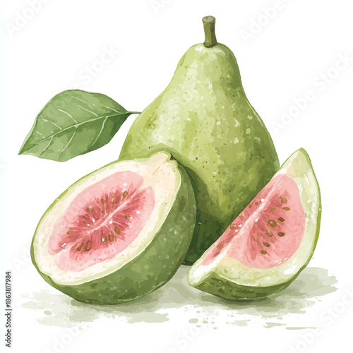 Watercolor Guava Still Life with Slices and Leaf.