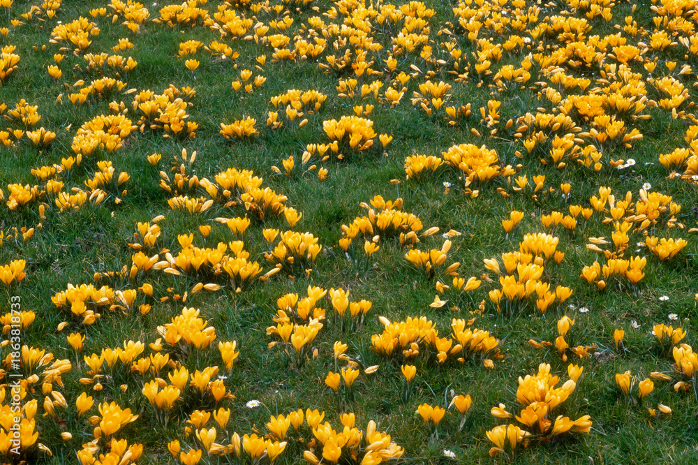Obraz premium Crocus 'Grand Jaune',