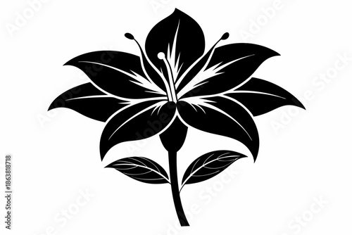 ginger lily silhouette line art vector illustration