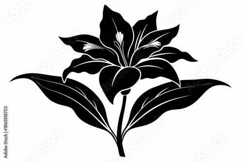 ginger lily silhouette line art vector illustration