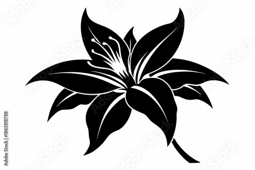 ginger lily silhouette line art vector illustration