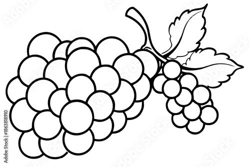 grapes silhouette line art vector illustration