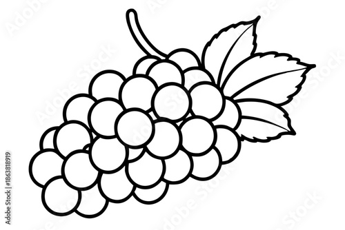 grapes silhouette line art vector illustration