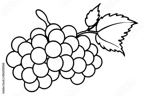 grapes silhouette line art vector illustration